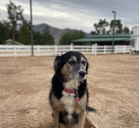 Pet Enrichment: Dog Edition